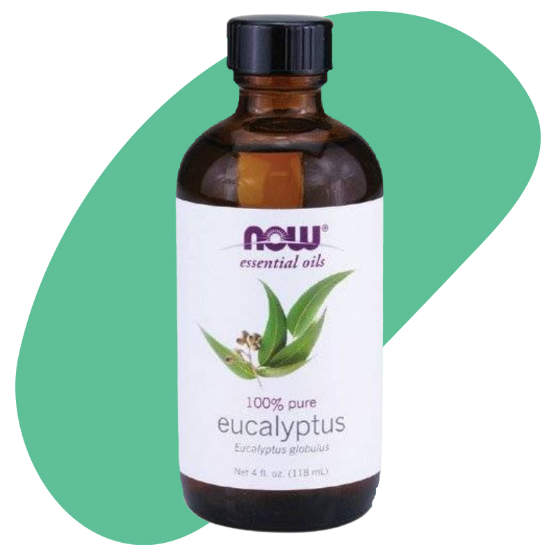 Eucalyptus 1